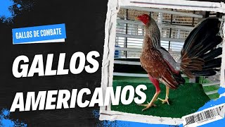 Gallos de líneas Americanos [upl. by Drandell]