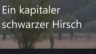 Rotwildbrunft 2019 ein kapitaler schwarzer Hirsch [upl. by Amalbergas673]