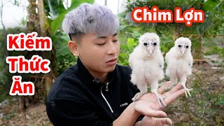 Hậu Cáo  Kiếm Thức Ăn Cho Chim Cú Lợn Và Toàn Bộ Thứ Cưng [upl. by Ytsirk]