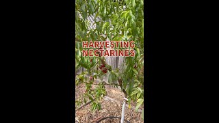 Harvesting Nectarines2mp4 [upl. by Piefer15]