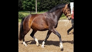 Lunging with the cavesson basic communication basics in shoulder control [upl. by Abby976]