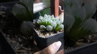 HAWORTHIA COOPERI TRUNCATA plantas succulents shorts haworthia [upl. by Llerdna]