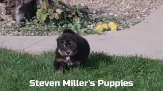 Steven Millers Mix Breed Puppy [upl. by Clayton]