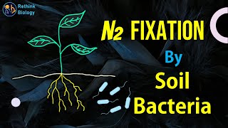 Nitrogen Fixation by Soil Bacteria [upl. by Ahsiadal]