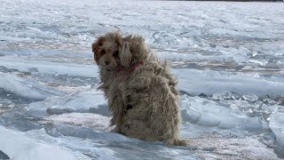 20°C cold poor stray dog ​​shivering wandering on the highway looking for food and help [upl. by Latrena]