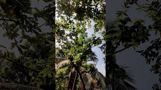 হারগজা dilleniapentagyna dilleniaceae lifescience smalltree [upl. by Isayg]