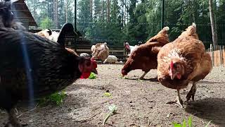 Sudden meeting Hens Rooster Poultry Yard Dog Puppy Pet Animal Rose Beetle Beetle Insect Grain [upl. by Brittaney470]