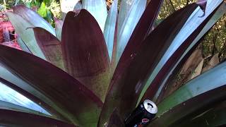 BROMELIAD BIG ALCANTAREA CAN Movie 2019 [upl. by Echo591]