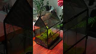 Moss and fern Large insect terrarium idea with cave with water feeder terrariums mossterrarium [upl. by Itsud]