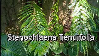 Stenochlaena Tenuifolia  Samambaia Trepadeira [upl. by Kcirdnek]