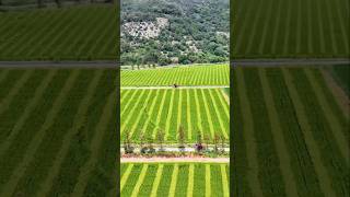 Rice Pollination Techniques For Seeds Production farming agriculture [upl. by Old973]