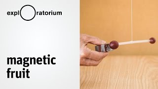 Explore diamagnetism and paramagnetism  Magnetic Fruit  Science Snack activity [upl. by Hodges]