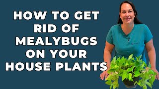 How to Get Rid of MEALYBUGS on Your House Plants [upl. by Lienad]