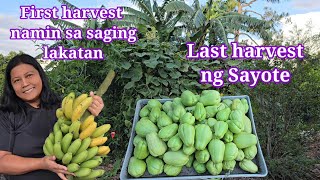 Harvest today Saging lakatan at Sayote [upl. by Tat869]