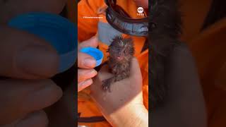 Firefighters in Brazil rescue baby marmoset from forest fire [upl. by Okihcim227]