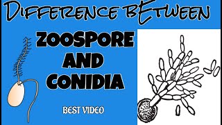 DIFFERENCE BETWEEN ZOOSPORE AND CONIDIA  MICROBIOLOGY Learning bsc  Bsc 1st year [upl. by Kered]