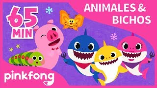 Las Mejores Canciones de Animales amp Bichos  Recopilación  Pinkfong Canciones Infantiles [upl. by Titus735]