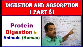 Protein Digestion in Human  Digestion and Absorption  NEET Bio  Part  8 [upl. by Sutelc734]