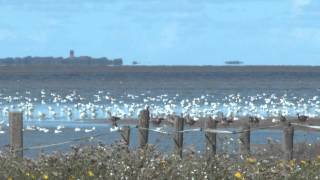 Beleef de Wadden Landschappen van Nederland van oost naar west Unesco Werelderfgoed [upl. by Ydnab801]