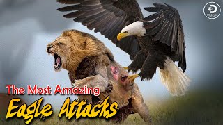 The Most Epic Eagle Attacks Ever Caught on Camera  🦅 🔥 [upl. by Naginarb]