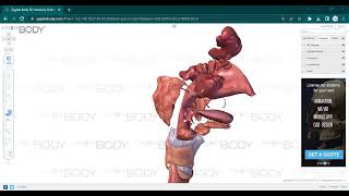 L9 ANATOMY Pharynx [upl. by Nodgnal]