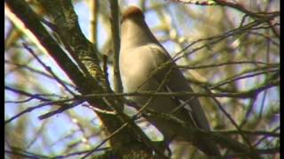 Seidenschwanz ein Wintergast  Bombycilla garrulus [upl. by Horsey]