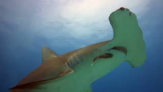 Bimini Bahamas  Great Hammerhead Sharks [upl. by Fergus]