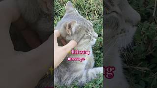 Massage for a kitten spatimehappykittenrelaxed [upl. by Leoj]