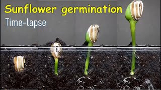 Sunflower germination timelapse [upl. by Lihas]