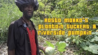 Rasta Mokkos plantain SUCKERS amp riverside pumpkin [upl. by Bonine]