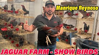 Big Farm Show Birds Jaguar Farm  Beautiful Birds Farm Owner Manrique Reynoso [upl. by Alakim521]