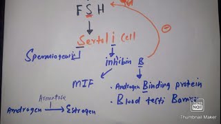 Easily explain LHFSH Sertoli amp Leydig cell in 3 minutes with mcqs [upl. by Starobin]