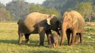 Baby Elephant Bath Time Part3  ElephantNews [upl. by Townshend]