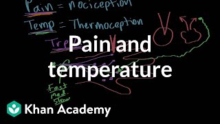 Pain and temperature  Integumentary system physiology  NCLEXRN  Khan Academy [upl. by Cyrus972]