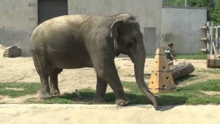 Buttonwood Park Zoo Elephants [upl. by Togram]