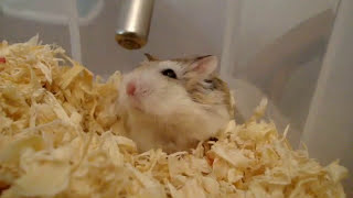 Pingpong roborovski hamsters 1 squeak [upl. by Dominik]