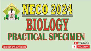 NECO 2024  Biology Practical Specimen [upl. by Dieterich]