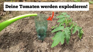 warum du deine Tomaten jetzt einmalig  stark gießen solltest und dadurch mehr Ertrag erzielst [upl. by Cobbie]