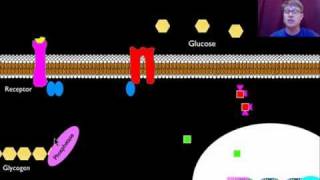 Signal Transmission and Gene Expression [upl. by Gabriellia910]