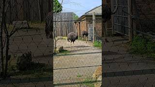 Ostriches can kill a lion with a single strong kick Ostriches outdoorswithfamily londonzoo [upl. by Ardnak]