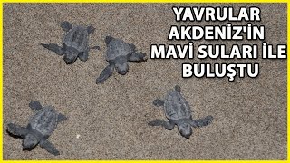 Patara Plajından 5 Bininci Yavru Caretta Caretta Akdenize Ulaştı [upl. by Ahsinehs]