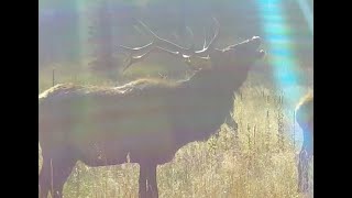 Where the Elk Are  they disappear once the hunters arrive  nmtrue newmexico gmu [upl. by Juno807]