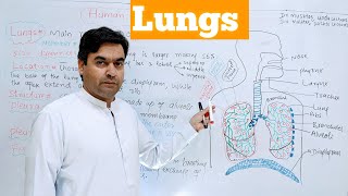 lungs  Biology Class 12  Dr Mushtaq Pashto Lectures [upl. by Hayyikaz49]