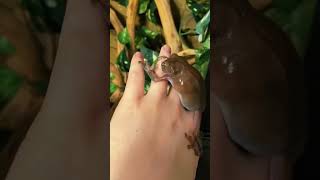 whites tree frogs acting crazy pets frogs frog animals funnyanimals funny [upl. by Mordecai828]