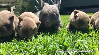 Zuckersüß Dieses WombatBaby ist der Liebling des Zoos [upl. by Larson174]