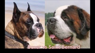 Boxer vs Saint Bernard [upl. by Xineohp]