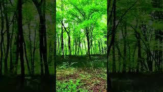 Haute Savoie France 💚nature meditation viralvideo video forest france paris switzerland [upl. by Nodyarb]