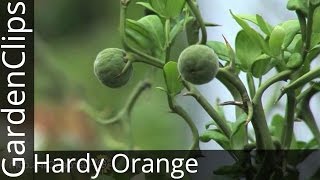 Hardy Orange  Poncirus trifoliata  An unusual hardy flowering citrus with wicked barrier thorns [upl. by Sabir]