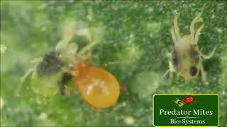 Persimilis Attacking Spider Mites  Predator Mites BioSystems LLC [upl. by Eenwahs]