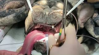 Temporary palatopexy procedure for brachycephalic obstructive airway crisis in dogs [upl. by Selma]